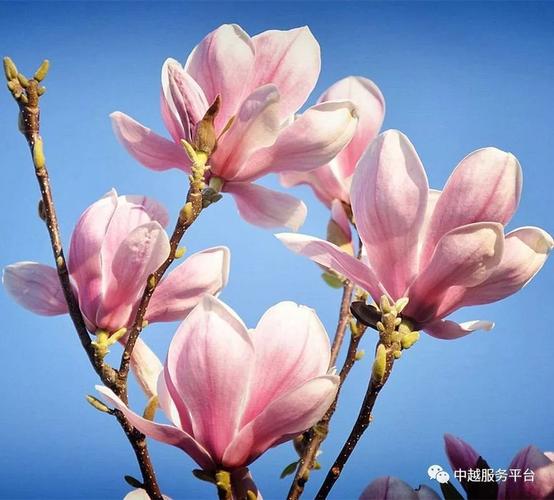 手机九游会下载